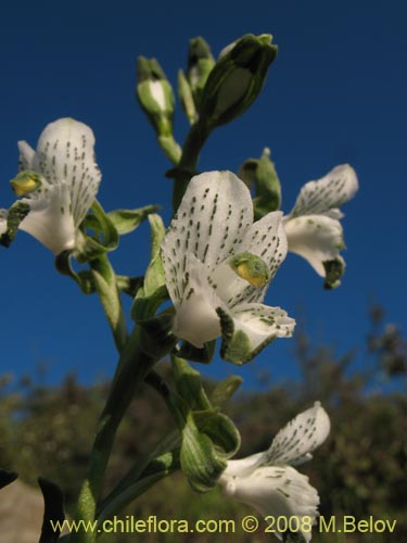 Bild von Chloraea galeata (). Klicken Sie, um den Ausschnitt zu vergrössern.