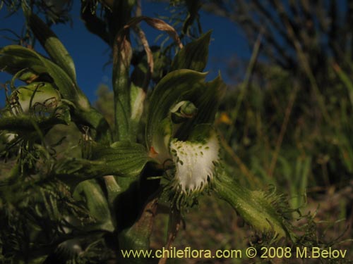 Bild von Bipinnula plumosa (Flor del bigote). Klicken Sie, um den Ausschnitt zu vergrössern.