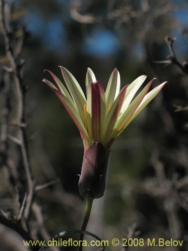 Mutisia roseaの写真