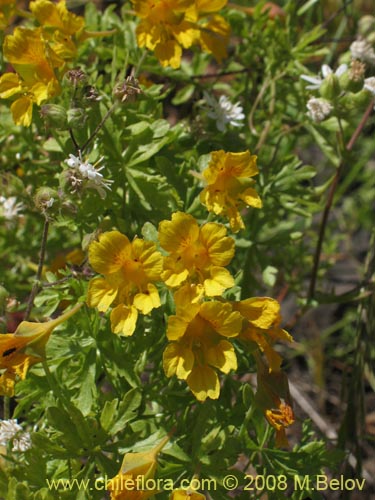 Image of Tropaeolum looserii (). Click to enlarge parts of image.