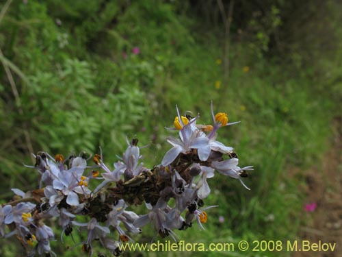 Bild von Libertia sessiliflora (). Klicken Sie, um den Ausschnitt zu vergrössern.