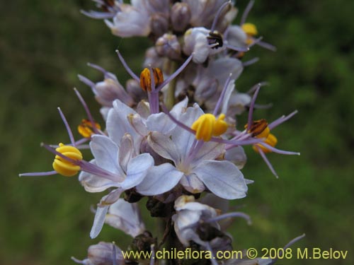 Libertia sessilifloraの写真
