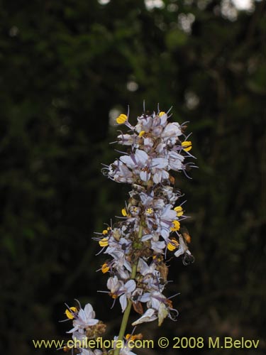 Libertia sessilifloraの写真
