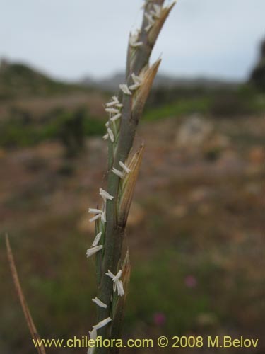 Bild von Poaceae sp. #1359 (). Klicken Sie, um den Ausschnitt zu vergrössern.