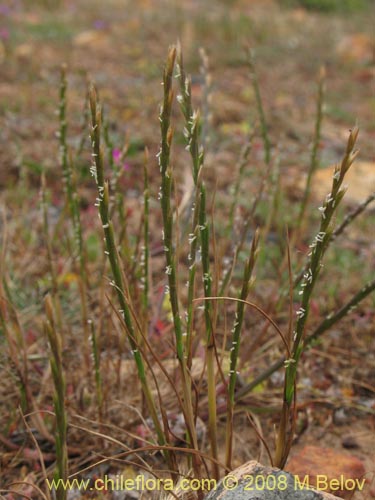 Poaceae sp. #1359的照片