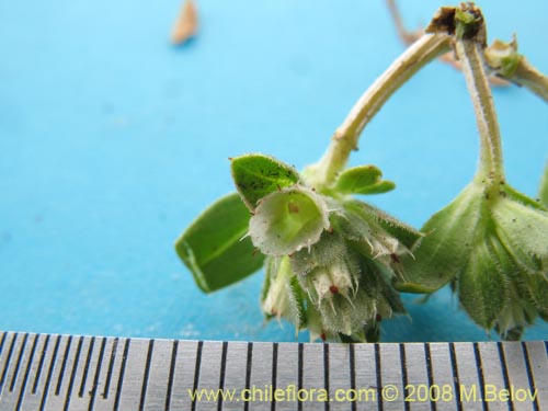 Image of Unidentified Plant sp. #1223 (). Click to enlarge parts of image.