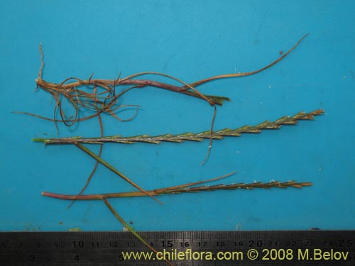Image of Poaceae sp. #1359 (). Click to enlarge parts of image.