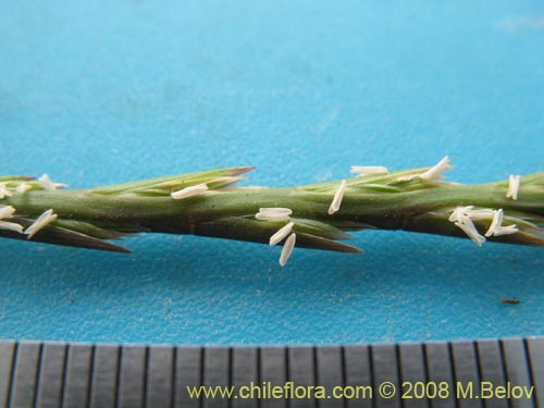 Image of Poaceae sp. #1359 (). Click to enlarge parts of image.