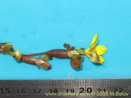 Imágen de Sisyrinchium arenarium (Ñuño / Huilmo amarillo). Haga un clic para aumentar parte de imágen.
