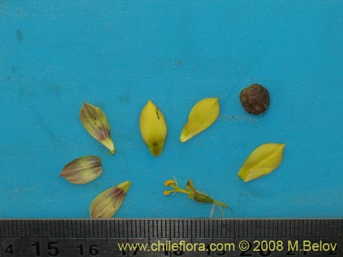 Imágen de Sisyrinchium arenarium (Ñuño / Huilmo amarillo). Haga un clic para aumentar parte de imágen.