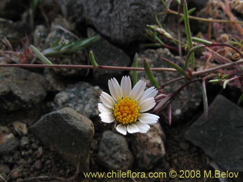 Image of Chaetanthera sp.   #1355 (). Click to enlarge parts of image.