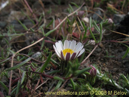 Image of Chaetanthera sp.   #1355 (). Click to enlarge parts of image.