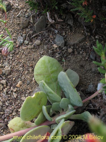 Image of Cistanthe sp. #1173 (). Click to enlarge parts of image.