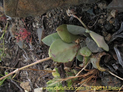 Image of Cistanthe sp. #1173 (). Click to enlarge parts of image.