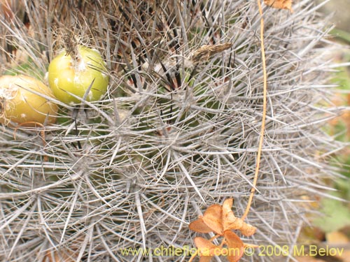 Bild von Eriosyce subgibbosa ssp. subgibbosa (). Klicken Sie, um den Ausschnitt zu vergrössern.