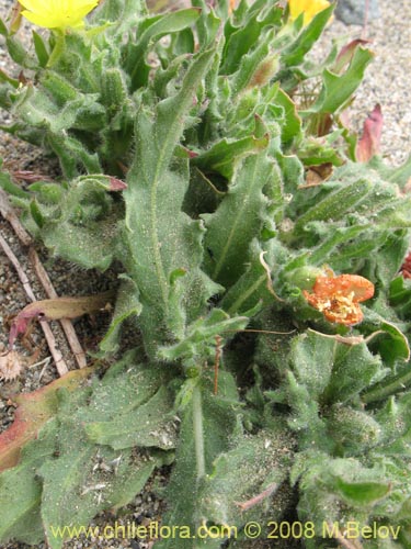 Image of Unidentified Plant sp. #3007 (). Click to enlarge parts of image.