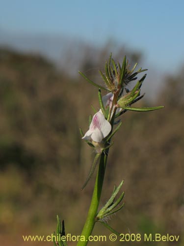 Фотография Scrophulariaceae sp. #1178 (). Щелкните, чтобы увеличить вырез.