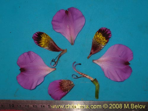 Bild von Alstroemeria magnifica var. sierrae (). Klicken Sie, um den Ausschnitt zu vergrössern.