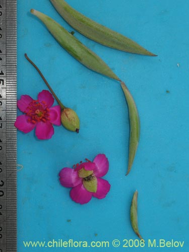 Image of Cistanthe sp. #1195 (). Click to enlarge parts of image.