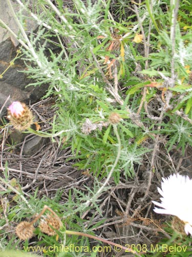 Фотография Centaurea floccosa (). Щелкните, чтобы увеличить вырез.