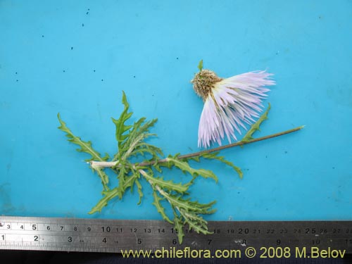 Фотография Centaurea floccosa (). Щелкните, чтобы увеличить вырез.
