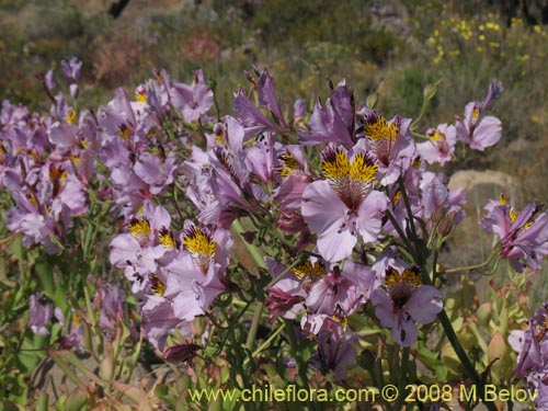 Bild von Alstroemeria magnifica ssp. magnifica (). Klicken Sie, um den Ausschnitt zu vergrössern.