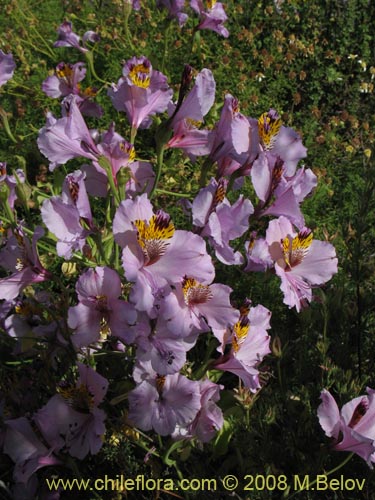 Alstroemeria magnifica ssp. magnificaの写真