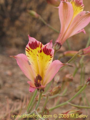 Imágen de Alstroemeria diluta ssp. chrysantha (). Haga un clic para aumentar parte de imágen.