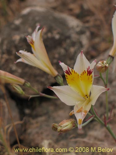 Alstroemeria diluta ssp. chrysanthaの写真