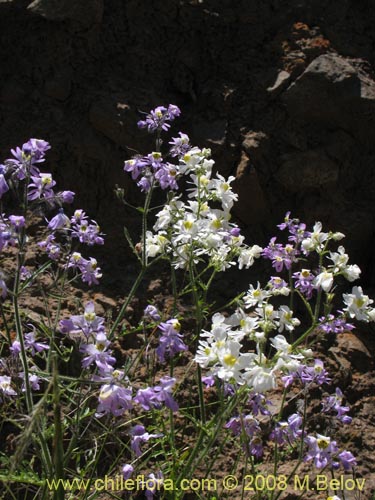 Schizanthus porrigens의 사진