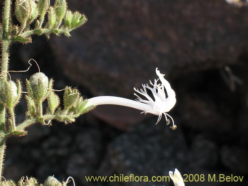 Imágen de Schizanthus integrifolius (). Haga un clic para aumentar parte de imágen.