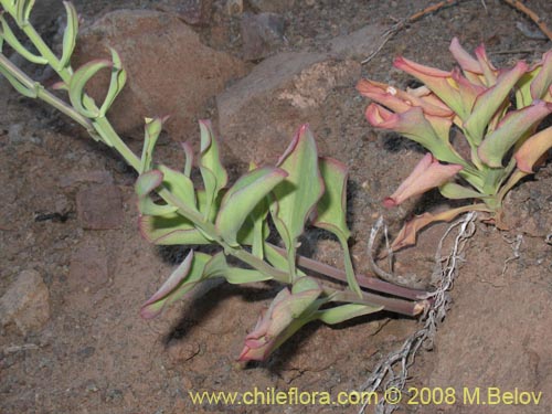 Bild von Alstroemeria schizanthoides var. schizanthoides (). Klicken Sie, um den Ausschnitt zu vergrössern.