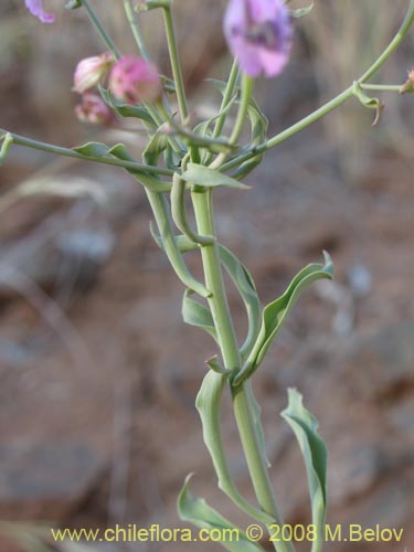 Фотография Alstroemeria schizanthoides var. schizanthoides (). Щелкните, чтобы увеличить вырез.