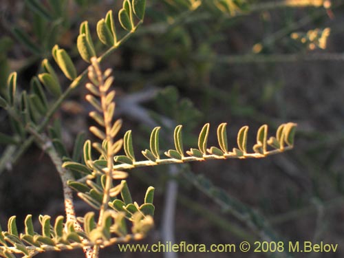 Image of Errazurizia multifoliolata (Flor de la vela). Click to enlarge parts of image.