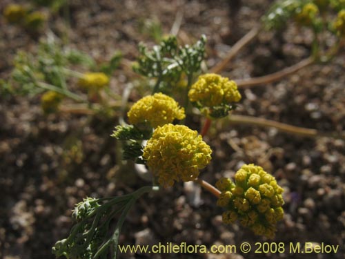 Image of Apiaceae sp. #1354 (). Click to enlarge parts of image.