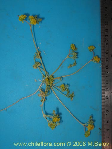 Image of Apiaceae sp. #1354 (). Click to enlarge parts of image.