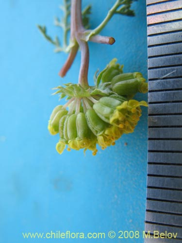Apiaceae sp. #1354的照片