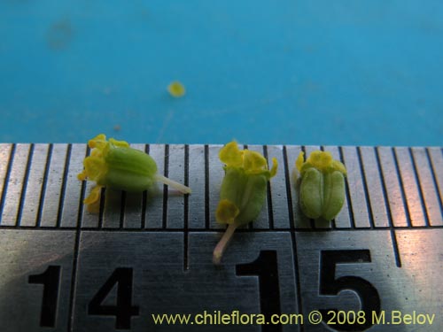 Apiaceae sp. #1354的照片