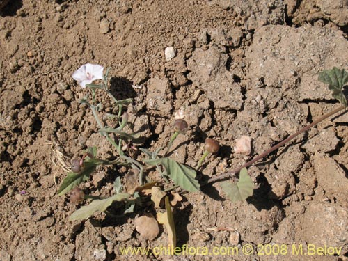 Image of Convolvulus sp. #1810 (). Click to enlarge parts of image.