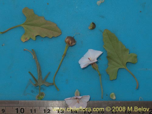 Image of Convolvulus sp. #1810 (). Click to enlarge parts of image.