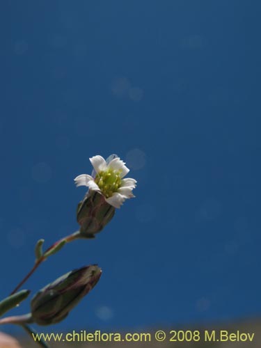 Фотография Chaetanthera microphylla var. albiflora (). Щелкните, чтобы увеличить вырез.
