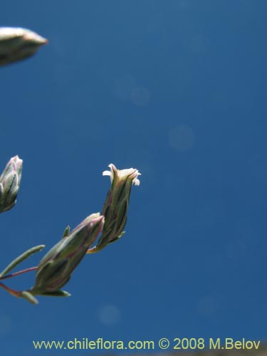 Chaetanthera microphylla var. albiflora的照片