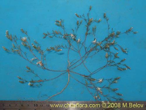 Imágen de Chaetanthera microphylla var. albiflora (). Haga un clic para aumentar parte de imágen.