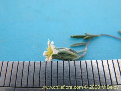 Chaetanthera microphylla var. albiflora의 사진