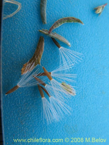Фотография Chaetanthera microphylla var. albiflora (). Щелкните, чтобы увеличить вырез.
