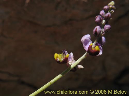Фотография Pteromonnina linearifolia (). Щелкните, чтобы увеличить вырез.