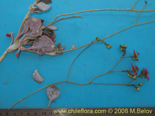 Image of Portulacaceae sp. #1911 (). Click to enlarge parts of image.