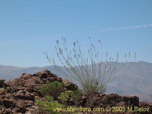 Bild von Pteromonnina linearifolia (). Klicken Sie, um den Ausschnitt zu vergrössern.
