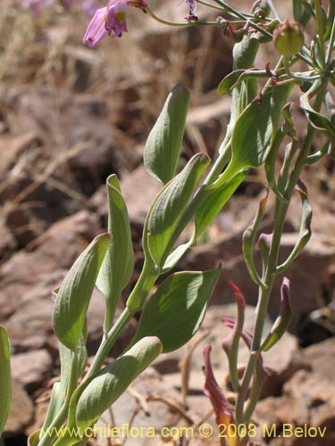Alstroemeria schizanthoides var. schizanthoidesの写真