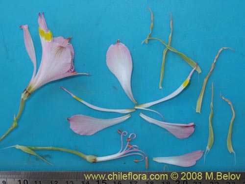 Image of Alstroemeria leporina (). Click to enlarge parts of image.